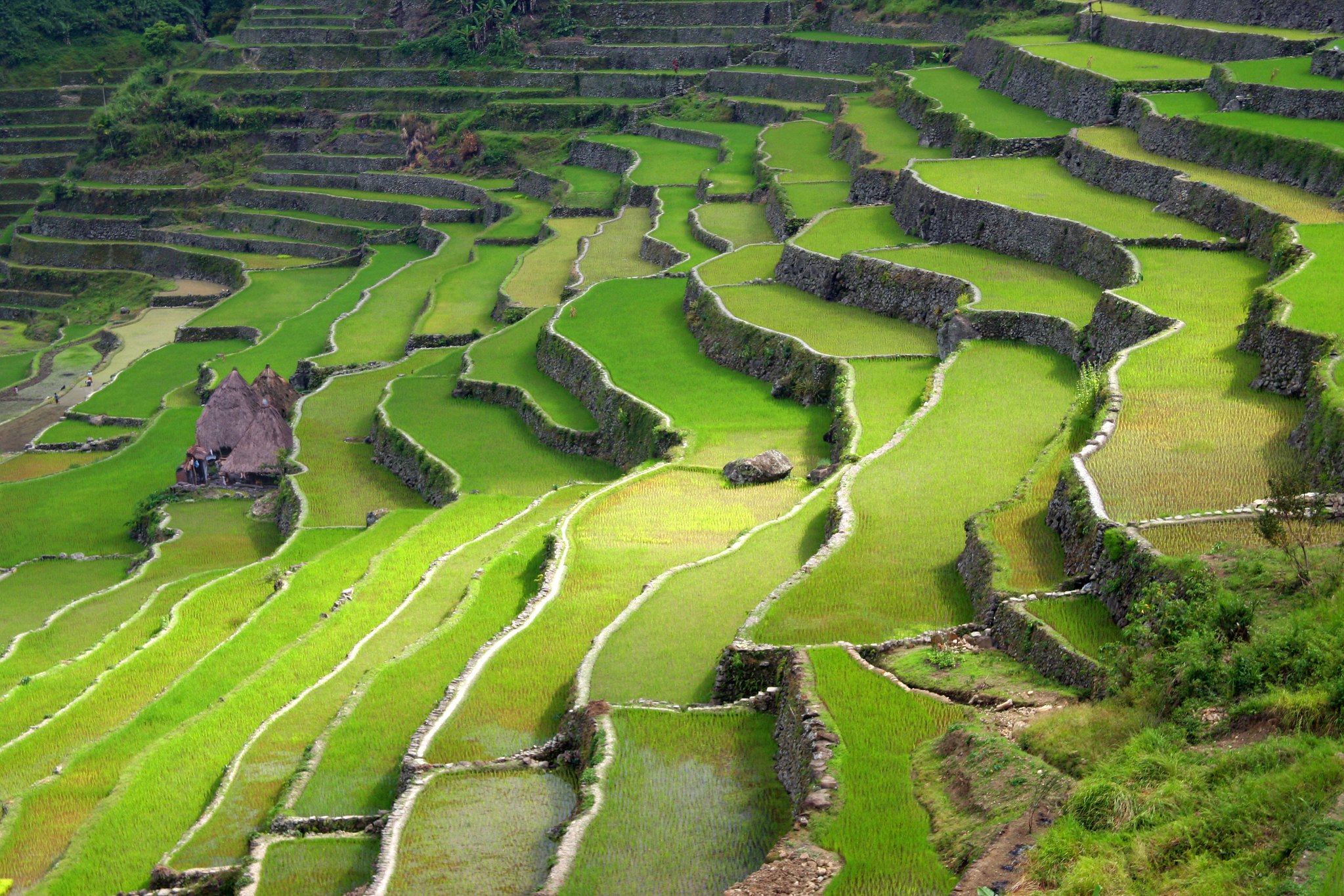 Banaue Rice Terraces in the Philippines