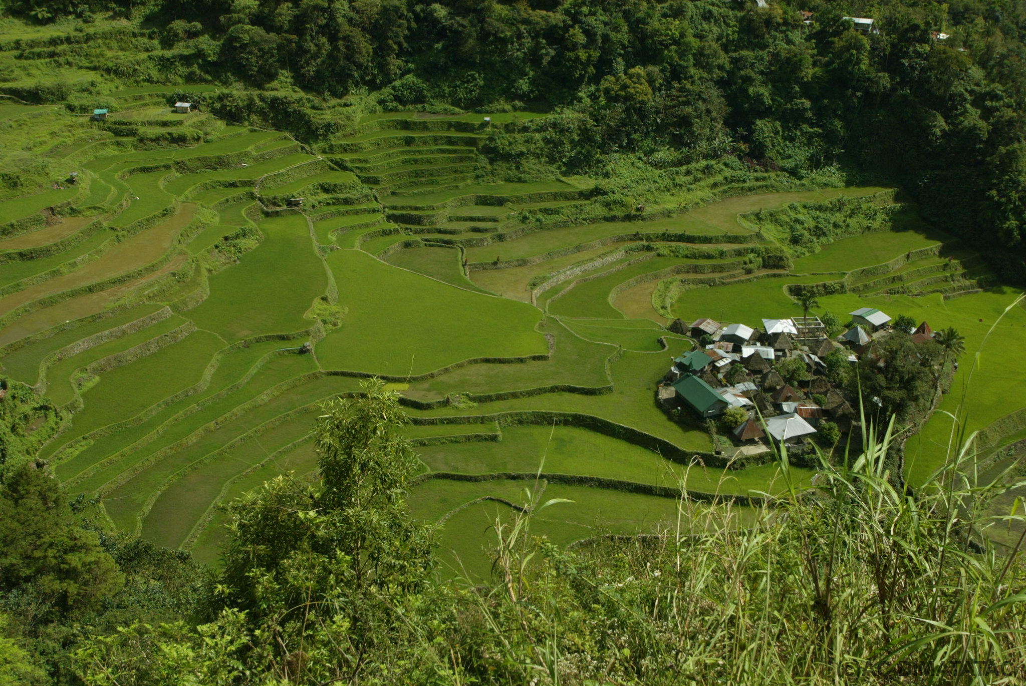 Rice terraces in the Philippines