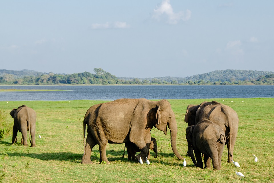 elephants in sri lanka