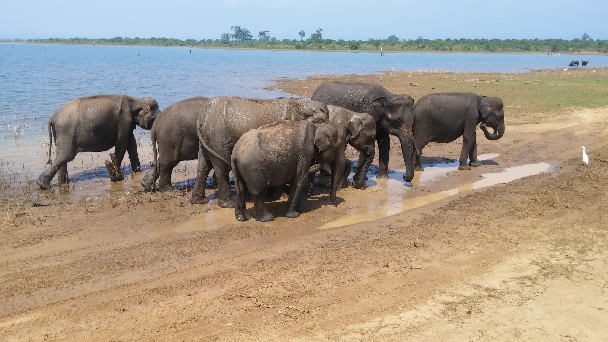 Udawalawe National Park - elephants in sri lanka