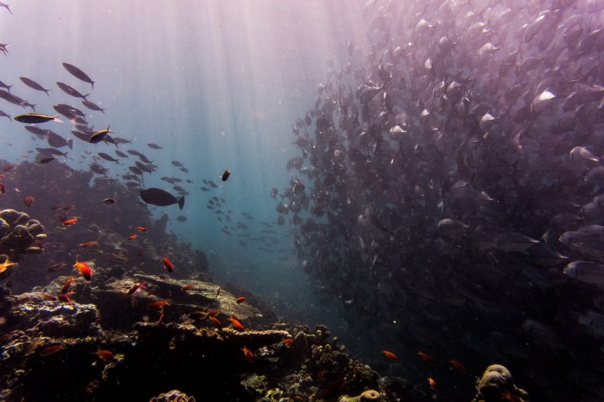 Reef dive for scuba diving enthusiasts looking for the best dive spots in Sri Lanka