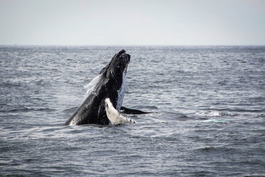 whale watching at Mirissa beach 